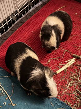 Rescue Guinea Pig Guinea Pigs for Adoption in Aurora, Illinois - John And Jarvis | PetCurious